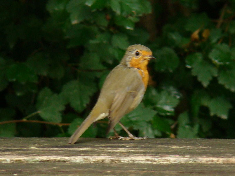 File:European Robin-Mindaugas Urbonas-2.jpg