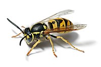 Vespula germanica, n Oard fon Häspe