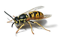 European Wasp