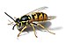 European wasp white bg.jpg