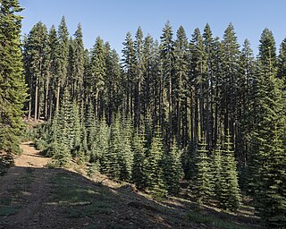 Even-aged timber management