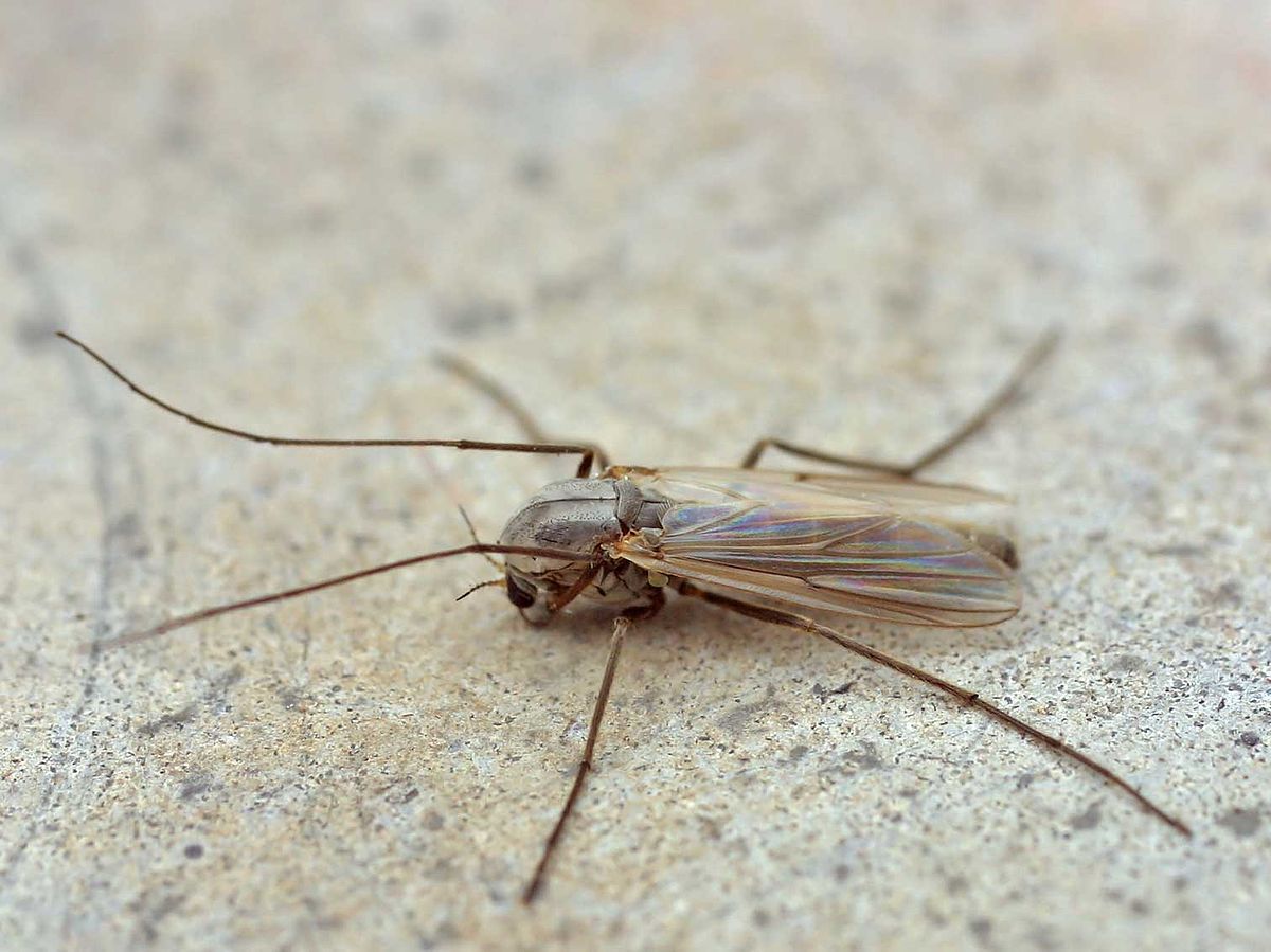 Грибные комары. Hebardina concinna. Paracorixa concinna. Iteomyia Capreae (Winnertz, 1853).. Комар членистоногие двукрылые