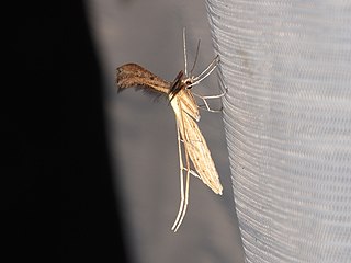 Pterophorinae subfamily of moths
