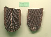 Fossilized fronds of the Carboniferous-Early Cretaceous seed fern Alethopteris Exhibit Museum of Natural History, Ann Arbor - IMG 9195.JPG