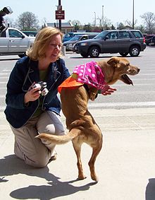 Faith the biped dog (2422125130) (3) .jpg