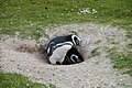 Magellan penguins ndani ya shimo lao