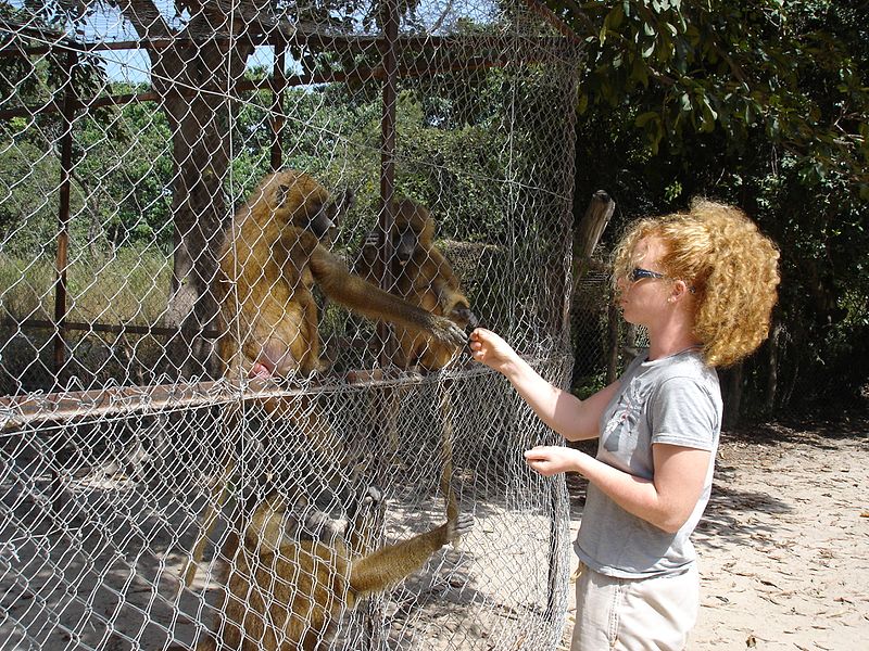 File:Feeding the baboons (316661932).jpg