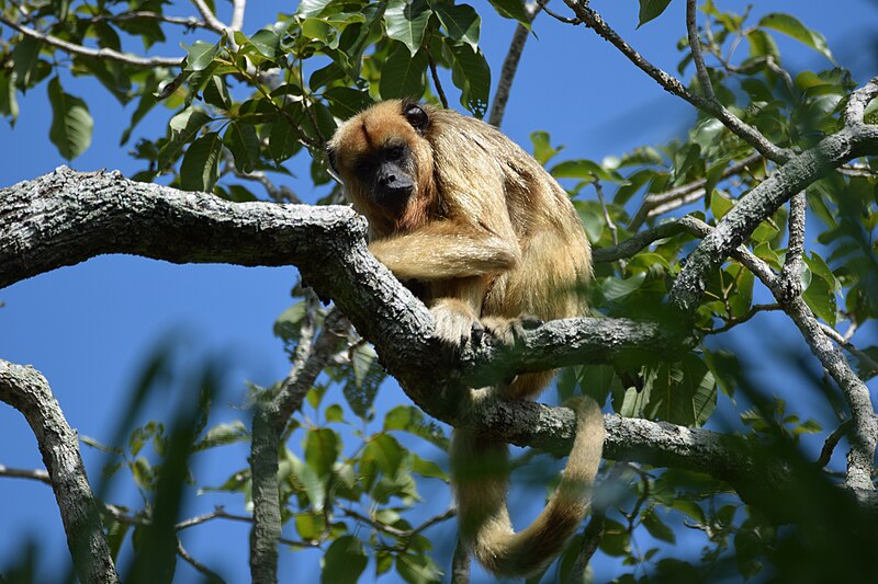 File:Female Black howler monkey in PE Rio do Peixe 2.jpg