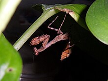 Әйелдер Pnigomantis medioconstricta L5 nymph.jpg