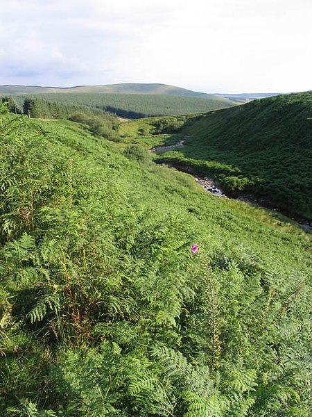 File:Fern covered banking by Sundhope Burn - geograph.org.uk - 521157.jpg