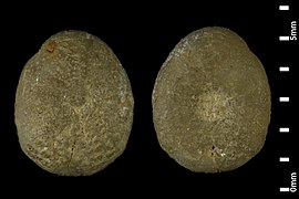 Fibularia cimex fossile