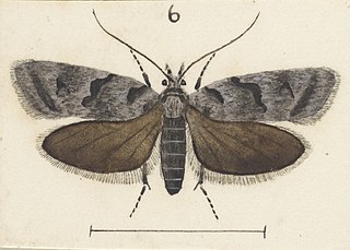 <i>Izatha mira</i> Species of moth