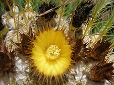 Echinocactus grusonii – Wikipédia, a enciclopédia livre