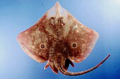 A living Raja texana also known as a roundel skate or Texas clearnose skate Fish4419 - Flickr - NOAA Photo Library.jpg