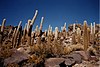 Cacti