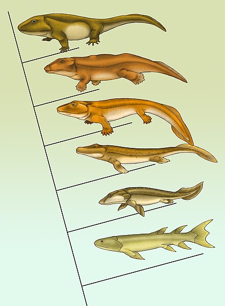 Panderichthys (second from the bottom) in an evolutionary context with other tetrapodomorphs