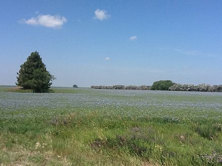 A flax field in bloom in North Dakota