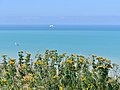 Fleurs des falaises du Tréport devant la Manche (été 2018).JPG