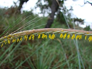 <i>Trachypogon</i> Genus of grasses
