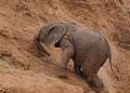 A baby elephant at the edge of the Ewaso Ng'iro