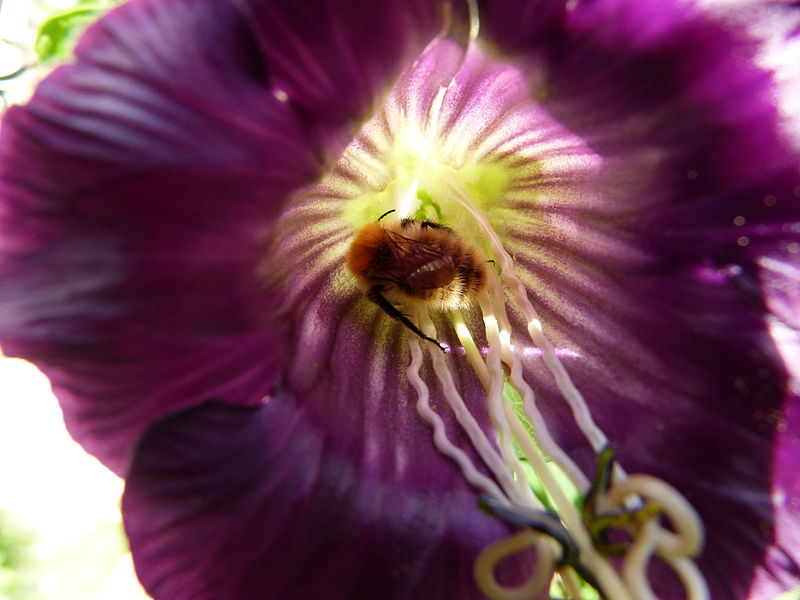 File:Flower and insect in park.jpg