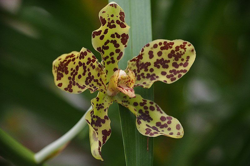 File:Flower of Grammatophyllum speciosum 130mm.jpg