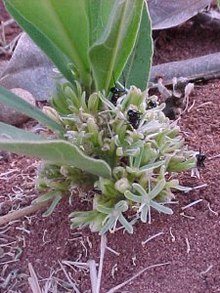 Dichapetalum cymosum