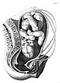 Foetus in utero. Wellcome L0013508.jpg