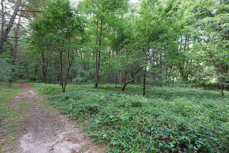 File:Forest near Käbelicksee in Müritz-Nationalpark 2021-09-05 05.jpg