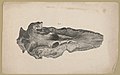 Fossil, Fig. 2) - C. Fenderich del. ; P.S. Duval, Lith LCCN2017657789.jpg
