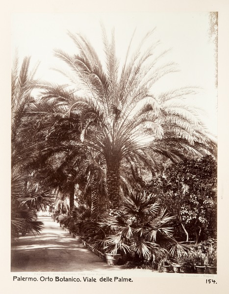 File:Fotografi från botaniska trädgården i Palermo 1888 cirka - Hallwylska museet - 104062.tif