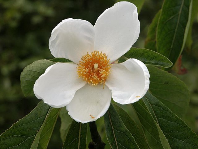 Description de l'image Franklinia alatamaha1ScottZona.jpg.