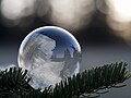 Миниатюра для Файл:Frozen soap bubble behind fir twigs (Unsplash BojuZpqw4zM).jpg