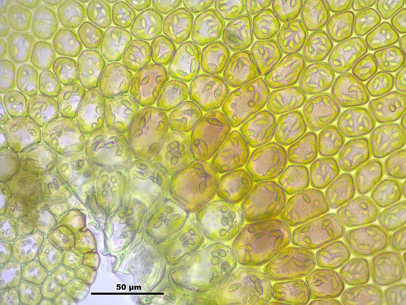 File:Frullania dilatata (k, 144700-474800) 3860.JPG