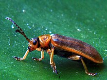 Water-lily beetle, Galerucella nymphaeae Galerucella nymphaeae 2.jpg