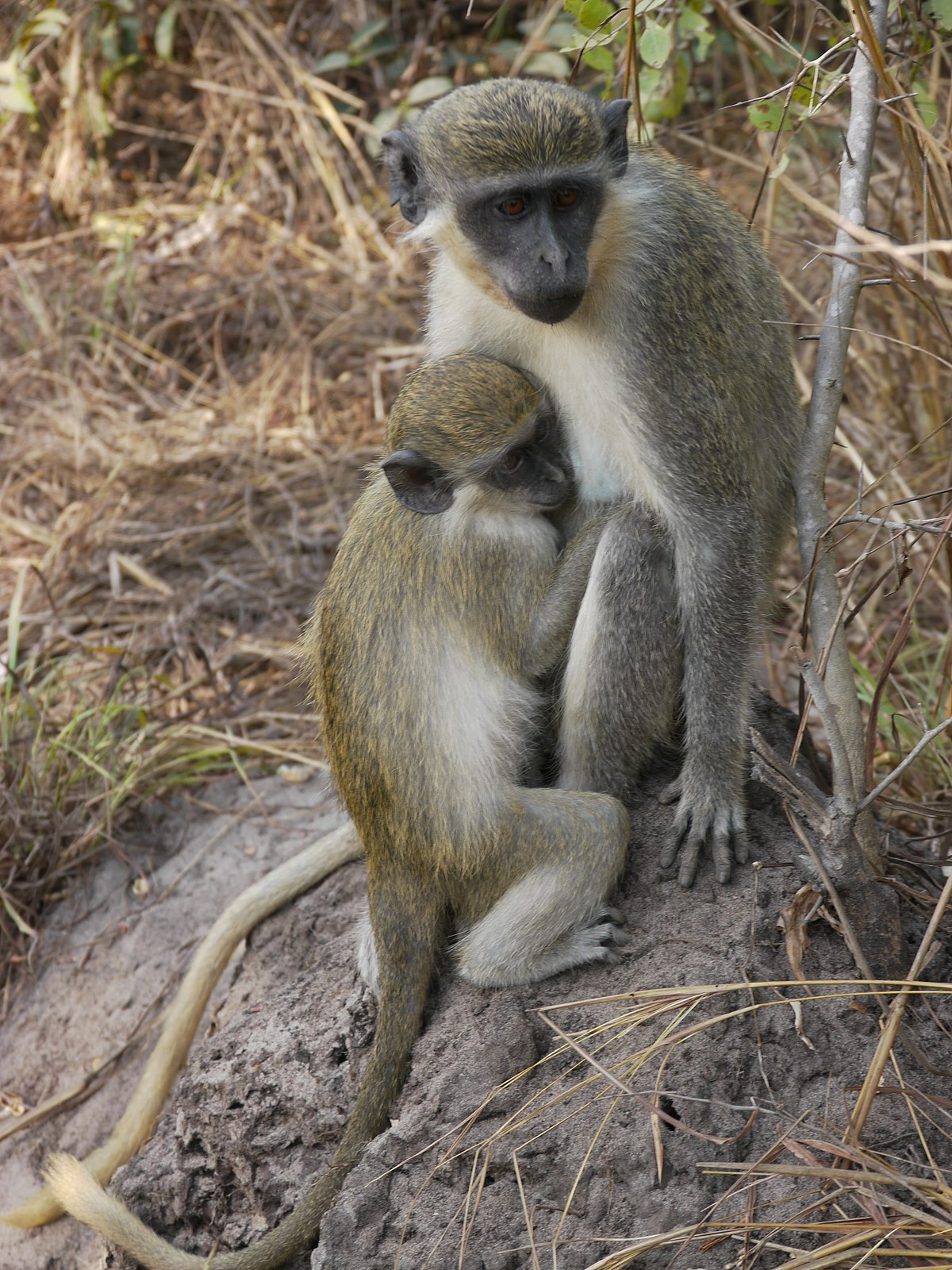 Monkey - Wikipedia