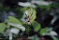 Seidenspinne aus Gambia (Abuko Nature Reserve)