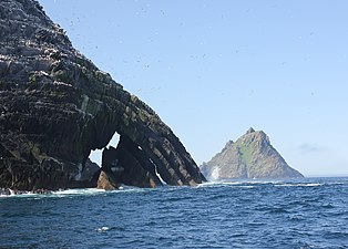 Northern gannet colony on Little Skellig