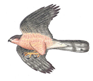 <span class="mw-page-title-main">Gundlach's hawk</span> Species of bird