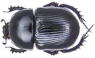 <i>Geotrupes spiniger</i> Species of beetle