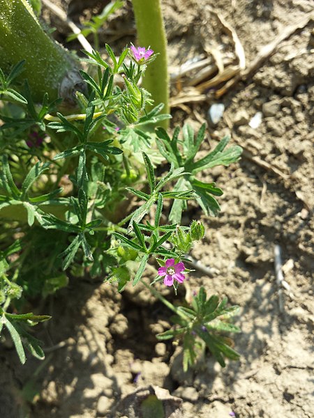 File:Geranium dissectum sl3.jpg