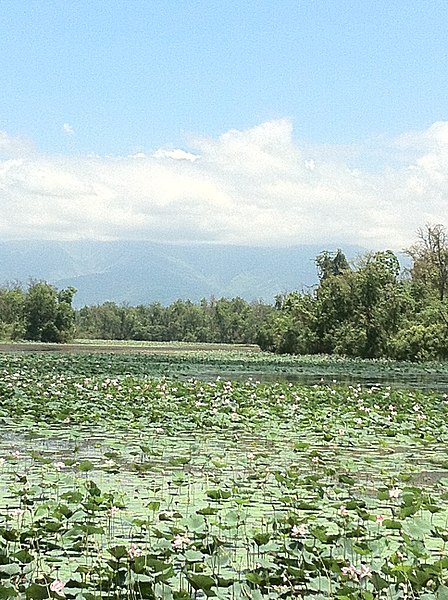 File:Ghodaghodi Lake19.jpg