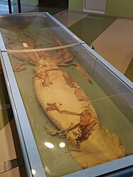 Giant squid - Ishikawa Prefectural Natural History Museum (6).jpg