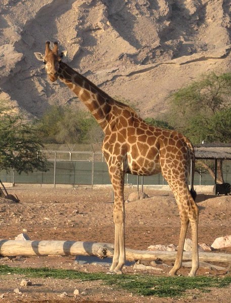 File:Giraffa camelopardalis camelopardalis (Al Ain Zoo, UAE), crop & flip.jpg