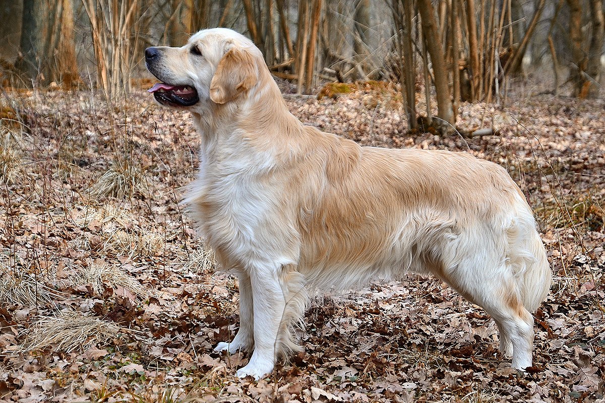 Golden Retriever Tail 17 Inches