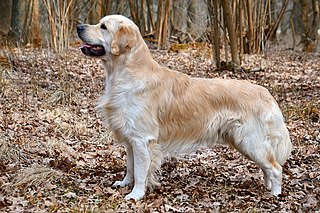 Golden Retriever Dog breed