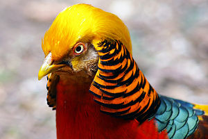 Portrait of a male golden pheasant