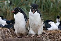Gorfou sauteur - Eudyptes chrysocome - Rockhopper penguin.jpg