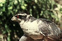 American goshawk Goshawkmale66.jpg