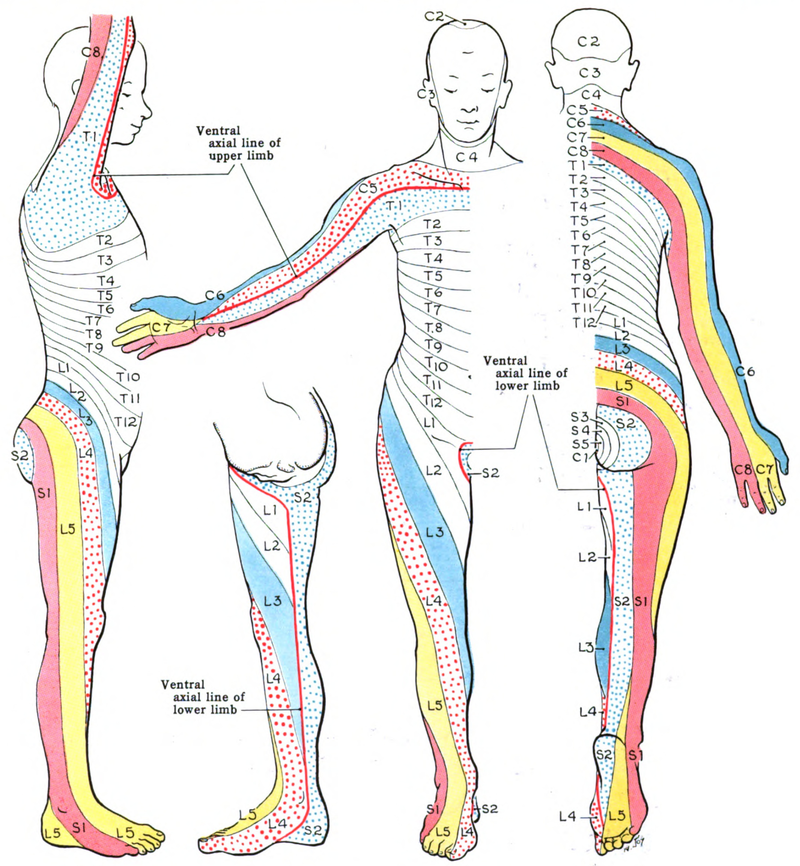 Dermatome (anatomy) - Wikipedia.
